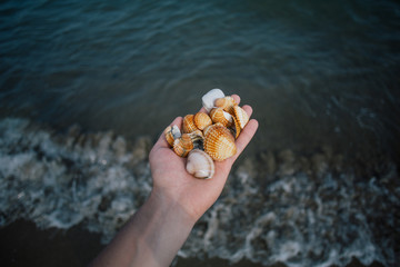 Seashells in the hands, adriatic sea Italia coast apulia