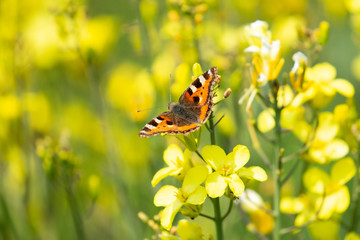 Small Tortoiseshell Butterfly (aglais urticae) in beautiful yellow wildlflowers