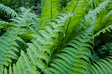 bright green fern leaves large Plenum