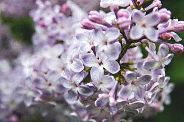 Fototapeta na wymiar Purple lilac flowers as a background Syringa vulgaris