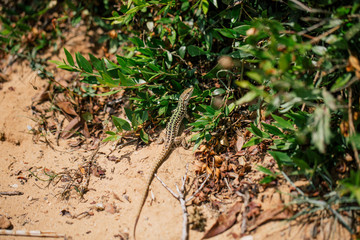 Green Lizard in the sand in the Fasano apulia Italy