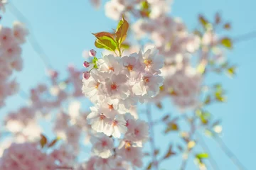 Fotobehang Kersenbloesem Lente bloemen. De lenteachtergrond met kersenbloesem, sakurabloei op de blauwe hemelachtergrond