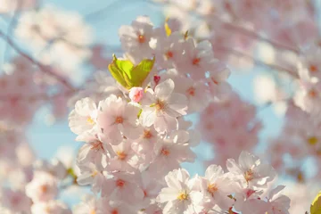 Foto op Plexiglas Kersenbloesem Spring flowers. Spring Background with cherry blossom, sakura bloom in the blue sky background