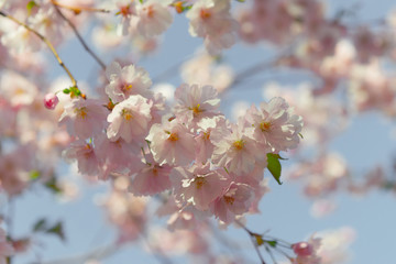 Fototapeta premium Spring flowers. Spring Background with cherry blossom, sakura bloom in the blue sky background
