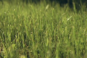 Green moss in the sunlight. Grass background light and bokeh. Nature Background. summer colored garden