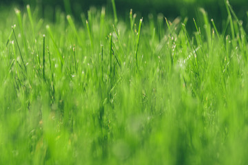 Green moss in the sunlight. Grass background light and bokeh. Nature Background. summer colored garden