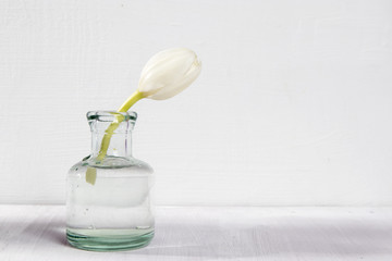 the Two white blossoming tulips in a glass bottle on a white background