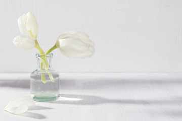 the Two white blossoming tulips in a glass bottle on a white background