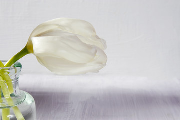 the Two white blossoming tulips in a glass bottle on a white background