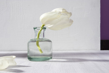 the Two white blossoming tulips in a glass bottle on a white background