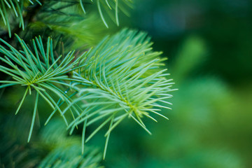 Green spruce branches as a textured background