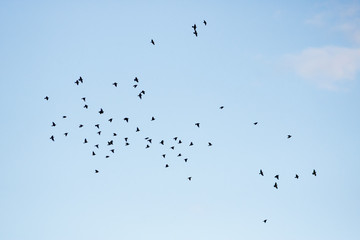 flock of birds flying