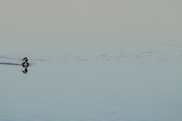 Fototapeta premium grebe swimming with reflection