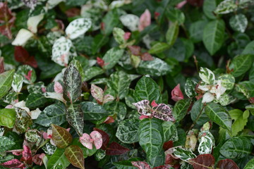 Trachelospermum asiaticum