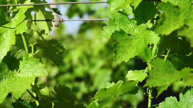 Simple graphic landscape of grape vines.