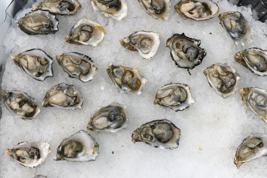 Oysters on the half shell on ice