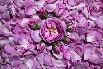 Obraz premium Flower roses and buds against the background of tea rose petals. Many petals of a gentle pink rose.