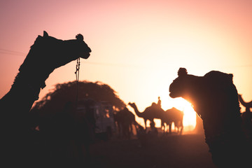 sunset camels