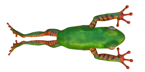 amazon tiger frog in a white background