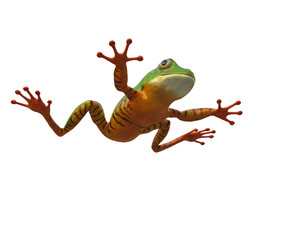 amazon tiger frog in a white background