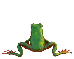 amazon tiger frog in a white background