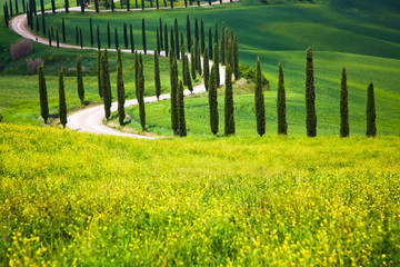 Fototapeta premium beautiful summer landscape with cypress trees and rolling hills