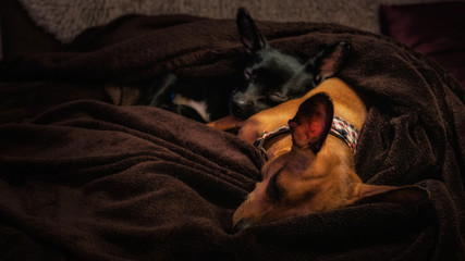 Pinscher Kuscheln