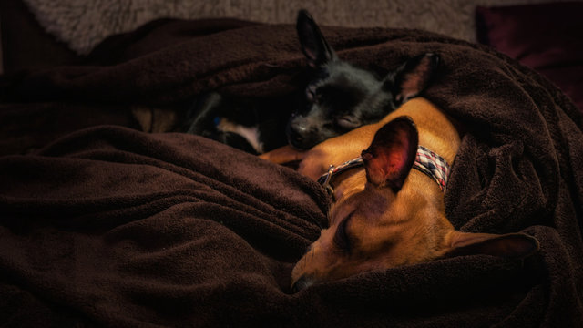 Pinscher Kuscheln