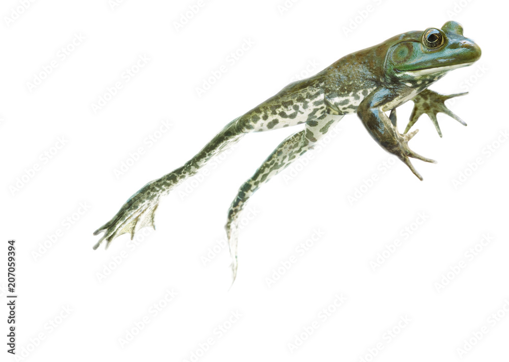 Wall mural stop action leaping and jumping frog on the go on white background