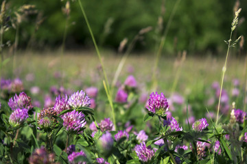 Flowering clover in clear weather, background. Many pink flowers in the field.