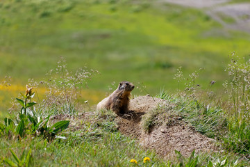 Marmot - Austria..Murmeltier - Österreich