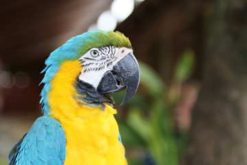 Head of yellow and blue macaw in profile, Florida
