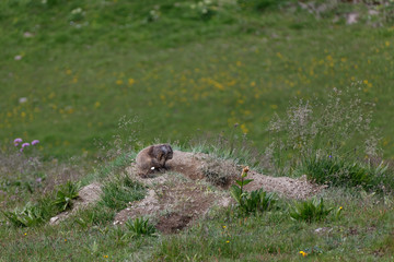 Marmot - Austria..Murmeltier - Österreich