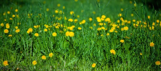 Field of yellow flowers and green grass defocus, in the foreground is a yellow flower. Spring summer background, sunny, green bright, soft background, texture.