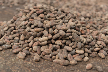Cocoa seeds in their natural state. Colombia