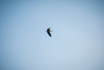 Sunset nature and flying stork. Sunset colors nature background.