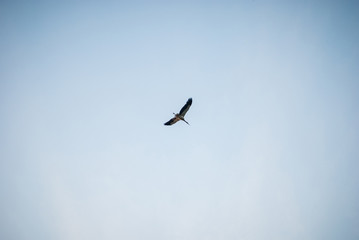 Sunset nature and flying stork. Sunset colors nature background.