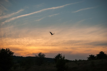 Fototapeta na wymiar Sunset nature and flying stork. Sunset colors nature background.