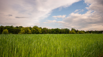 Zboże- polska uprawa © BlackMediaHouse