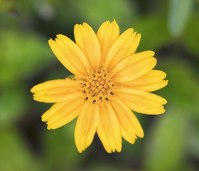 Beautiful Yellow Flower