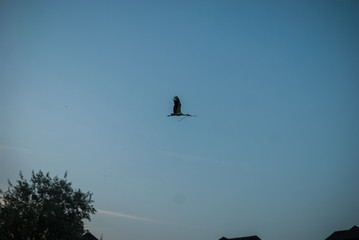 Sunset nature and flying stork. Sunset colors nature background.