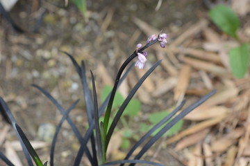 Ophiopogon planiscapus