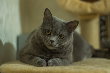 domestic british cat close portrait lay at home environment 
