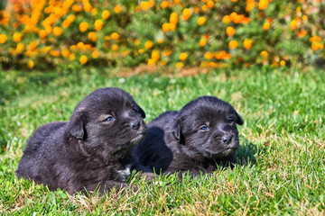 Two puppies on the grass