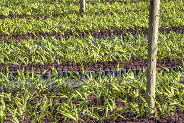 Greenhouse with palm trees in Miracatu