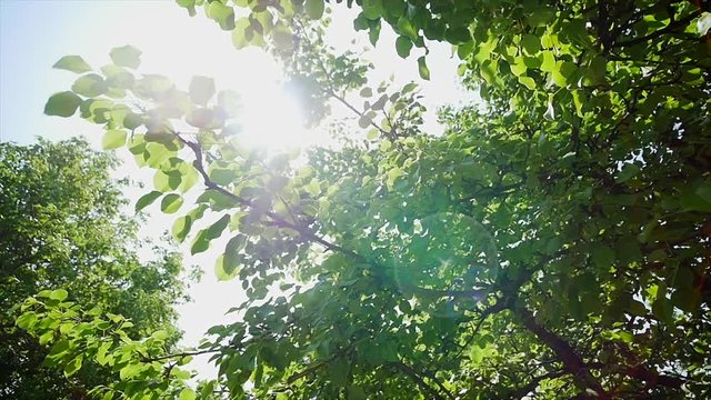 top of summer birch trees with sun shining