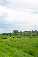 Fototapeta na wymiar Herd of horses grazing in a meadow