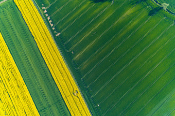 Aerial view on colza field