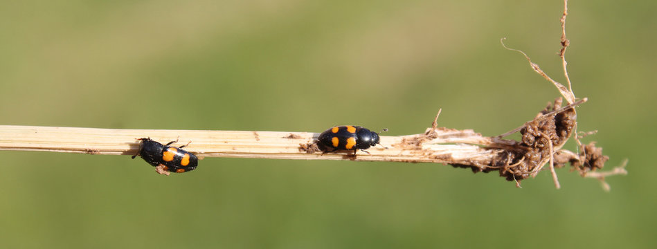 Glischrochilus grandis or sap beetle. Two small black beetles with four orange spots