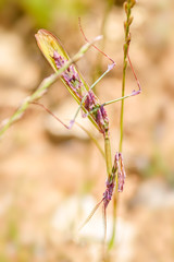 Mantis - Empusa fasciata